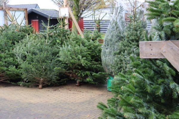 Kerstbomen kopen bij Buitenleven in Roosendaal