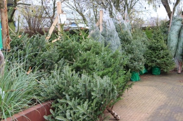 Kom nu een Kerstboom halen in Roosendaal