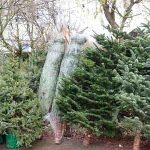 Kerstbomen kopen in Roosendaal