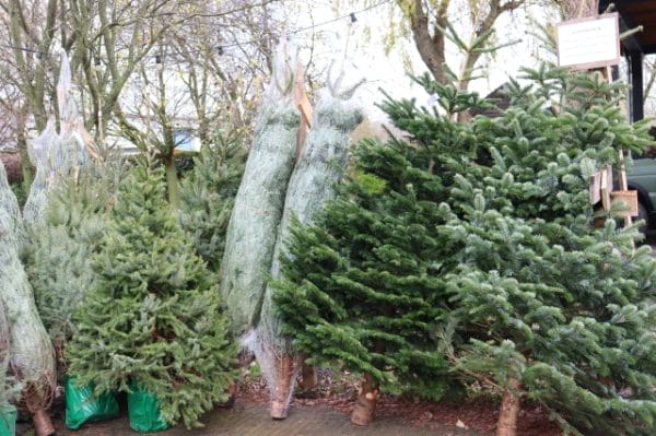 Kerstbomen kopen in Roosendaal